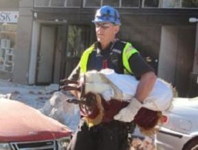 Policeman rescues Torah scrolls from Christchurch rubble