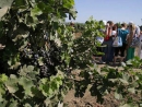 Экскурсионный тур «Кошерное вино и его тайны» разработали на Кубани