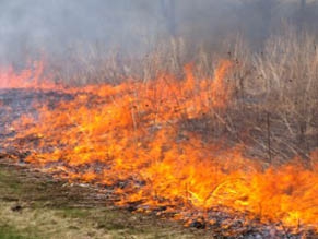 Пожары на севере Израиля: полиция подозревает диверсию