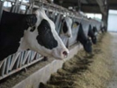 Беларусь: израильские технологии спасут молочные фермы