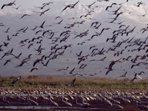 Аисты, летевшие в Европу, из-за холодов вернулись в Израиль