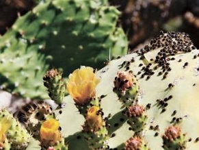 Saving Israel’s iconic Sabra cactus