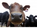 Польский суд назвал запрет на ритуальный забой скота «противоречащим конституции»