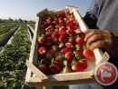 Gaza vegetables to be shipped to Israel for first time in 8 years