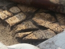 На Кинерете нашли древнюю мозаику с ивритскими буквами