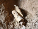В Кумранской пещере обнаружены находки времен Второго храма