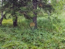 В одном из лагерей ГУЛага в Коми найдена могила члена ЕАК писателя Дер Нистера