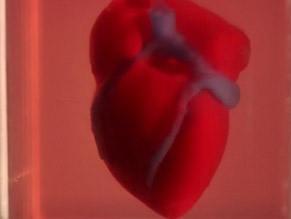 Ученые Израиля напечатали живое сердце на 3D-принтере