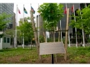 У штаб-квартиры ООН посадили дерево в честь Анны Франк